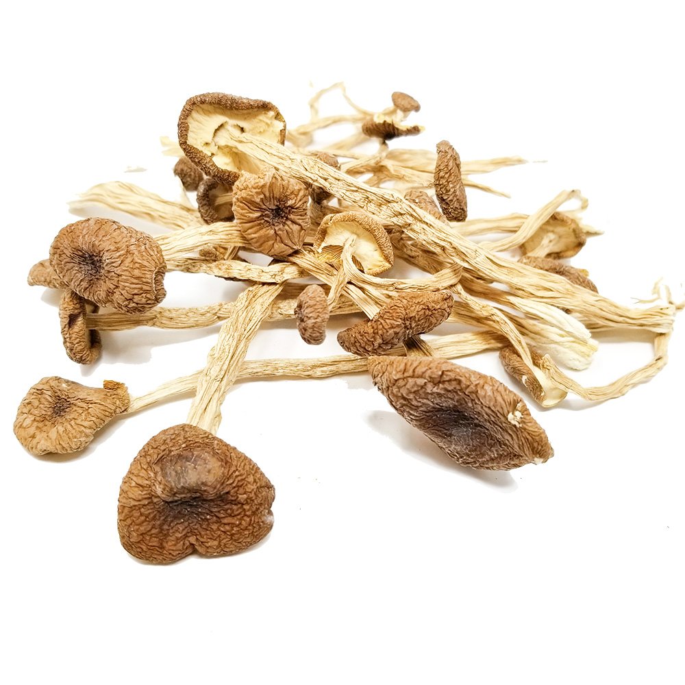Psilocybe Mexicana Mushrooms For Sale